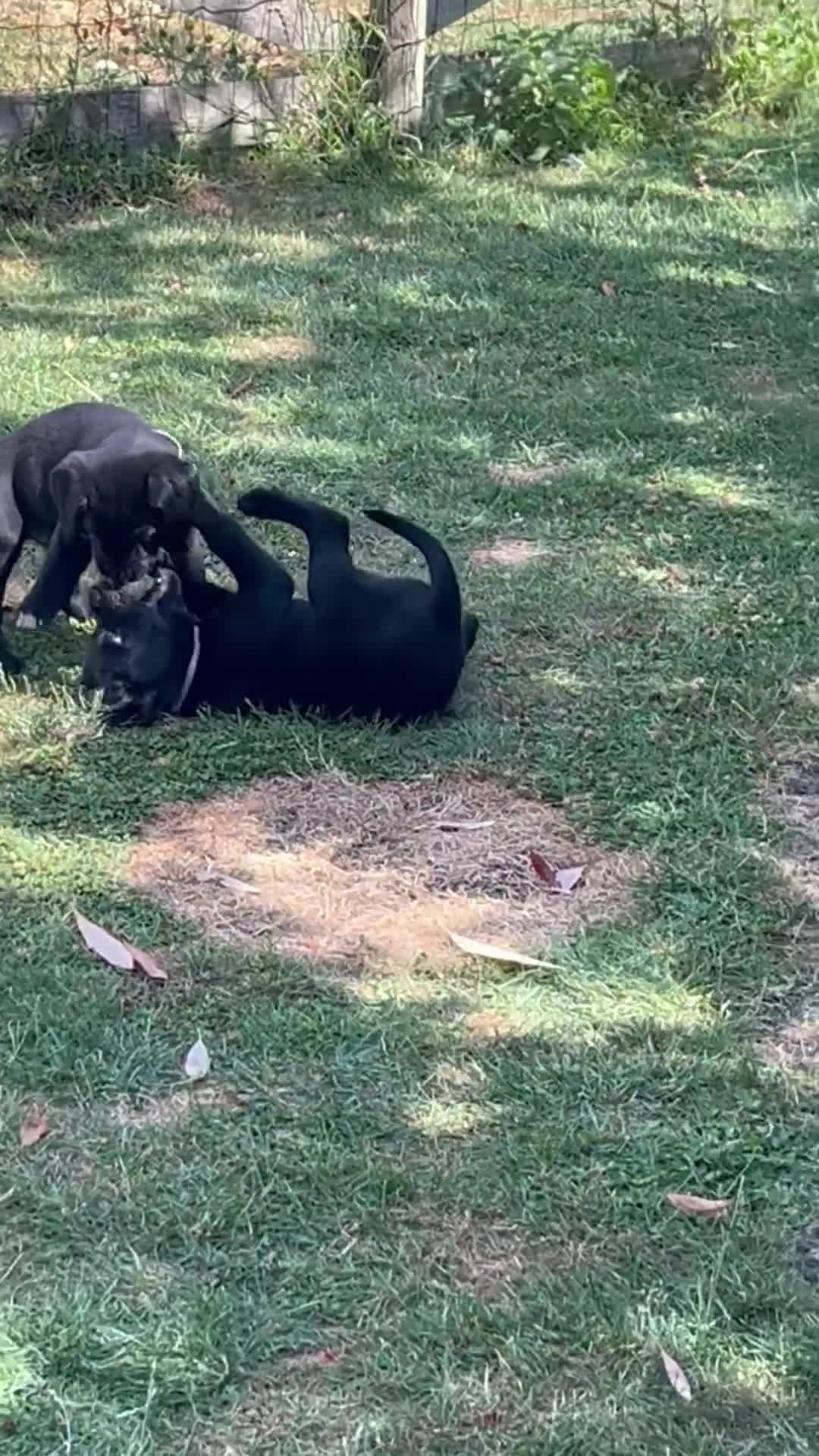 Labrador Retriever dogs for sale: Beautiful natured working Labradors  - Video 2