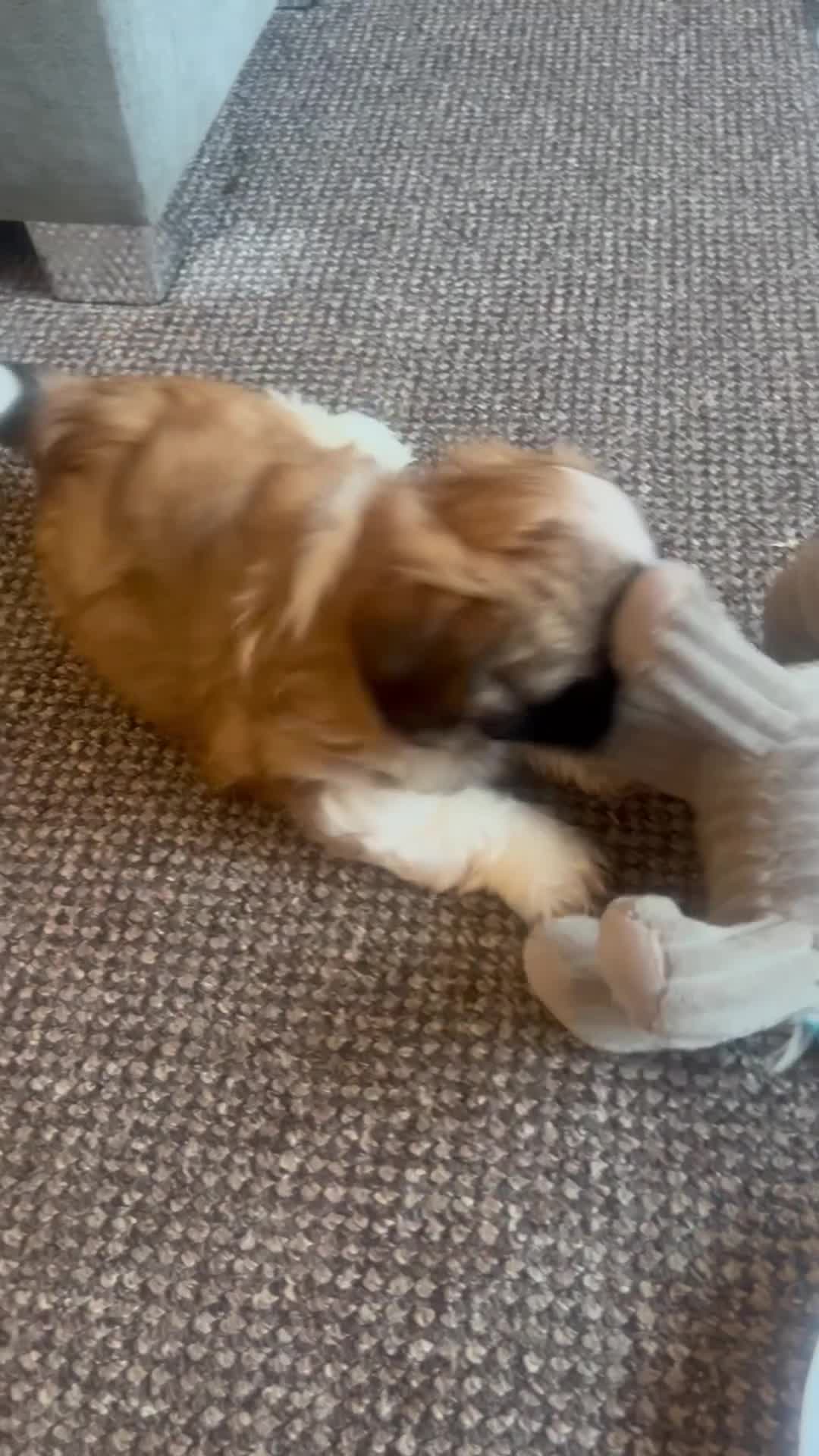 Shih Tzu dogs for sale: Available now! 1 Gorgeous little boy left🥰 - Video 1