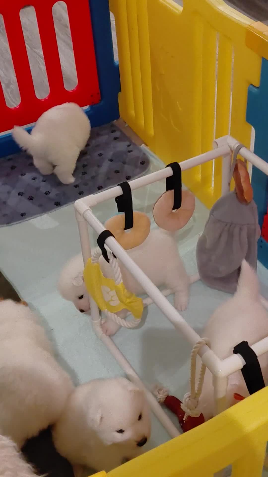 Samoyed dogs for sale: ONE BOY REAVAILABLE Samoyed pups in Essex - Video 1