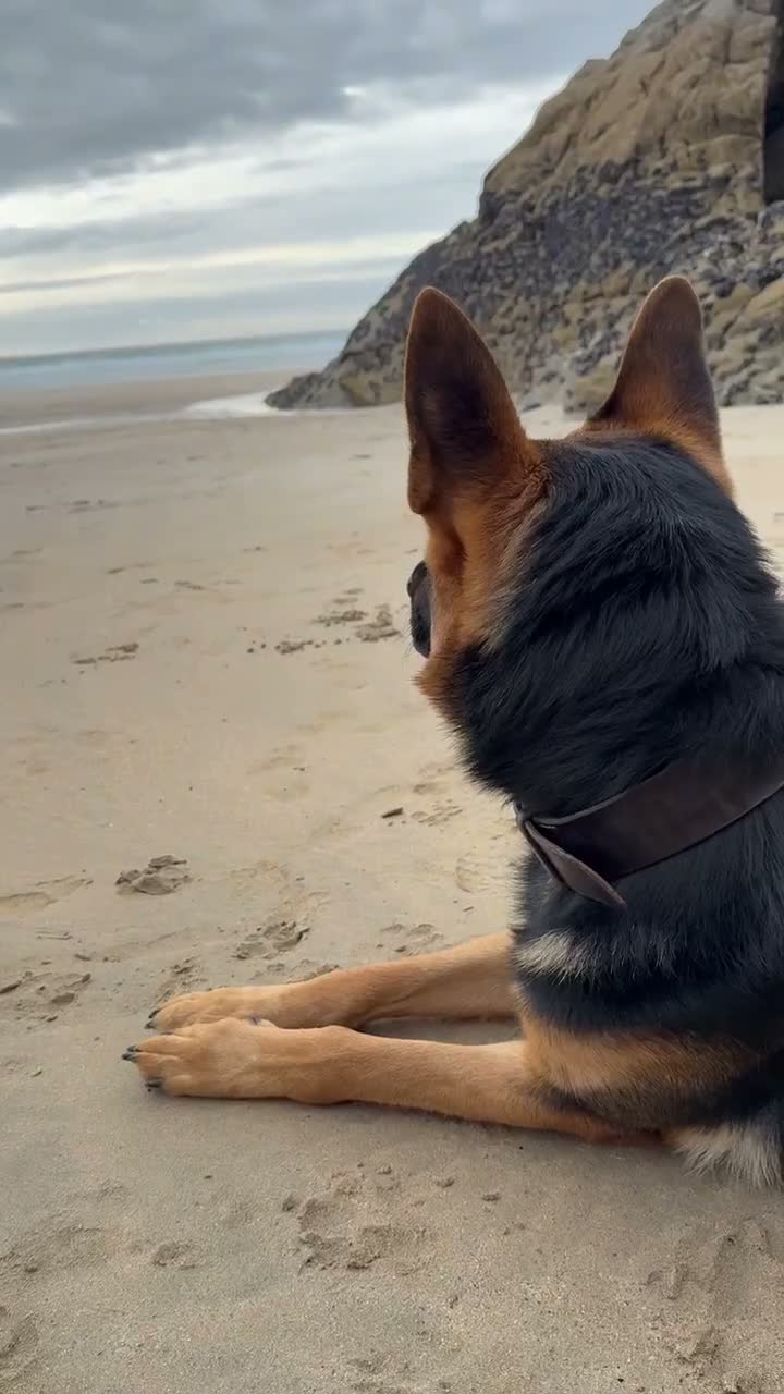 German Shepherd dogs for stud: Stunning 2.5yo Working line German Shepherd stud in Chesterfield - Video 1