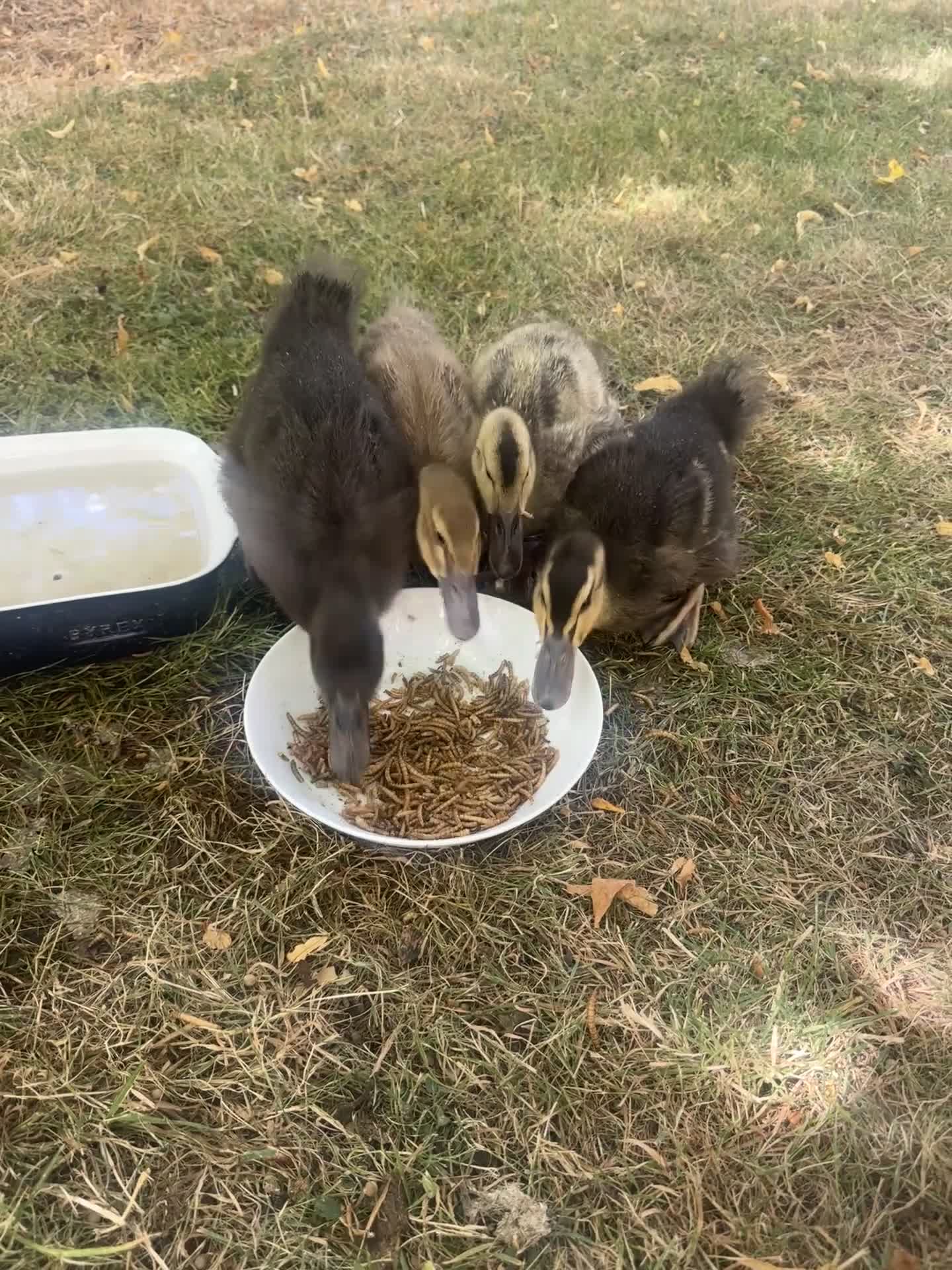 Ducks poultry for sale:     ❤️ Four Beautiful Hand-Reared Ducklings  in Stowmarket - Video 3