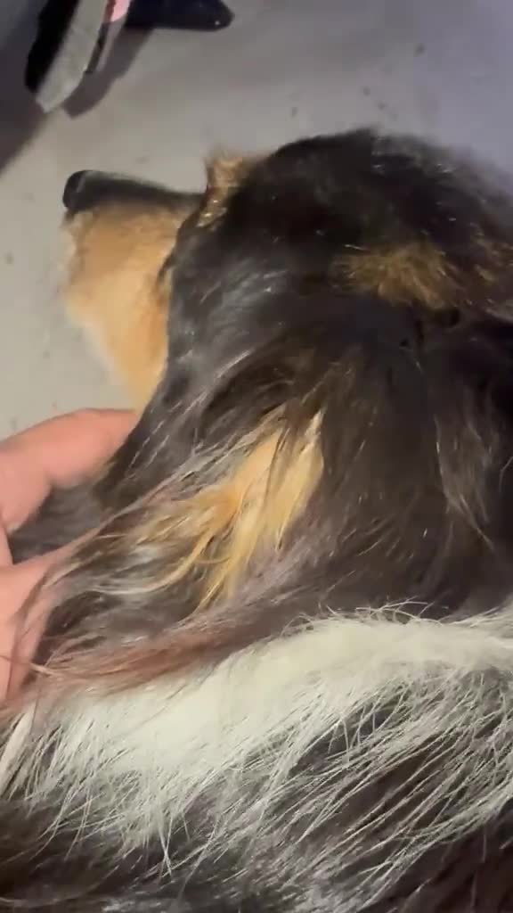 Mixed Breed dogs for adoption: ❤️GYPSY - LITTLE LADY LOOKING FOR LOVE ❤️  in Derby - Video 1