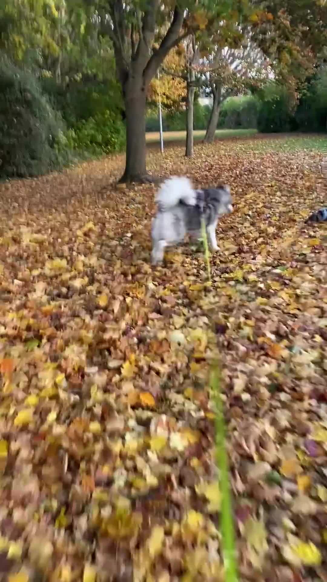 Siberian Husky dogs for sale: Ace is looking for is forever home  - Video 1