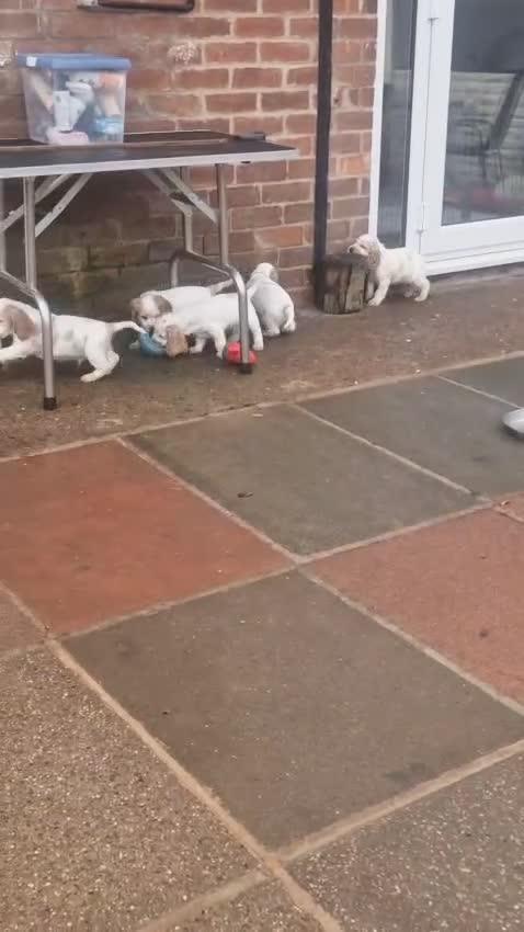 Cocker Spaniel dogs for sale: KC Registered Show Cocker Puppies  - Video 1