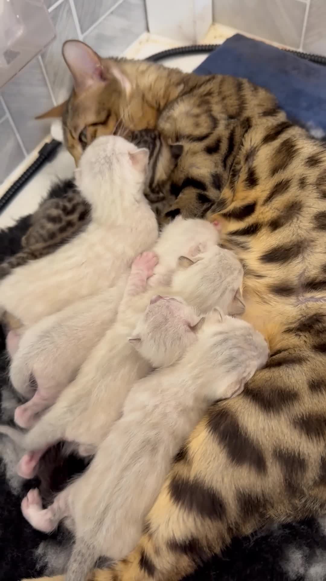 Bengal cats for sale: Snow Lynx Bengal Kittens Available for Reservation - Video 1