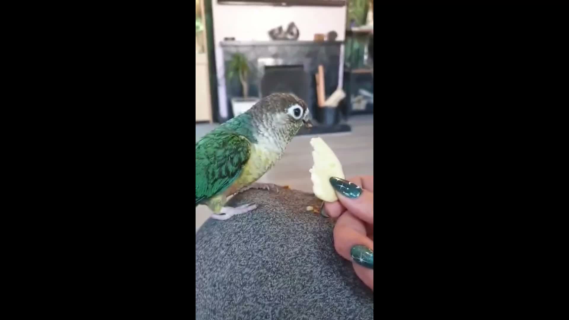 Conures birds for sale: Green-Cheek Conure With Cage and Accessory's - Video 1