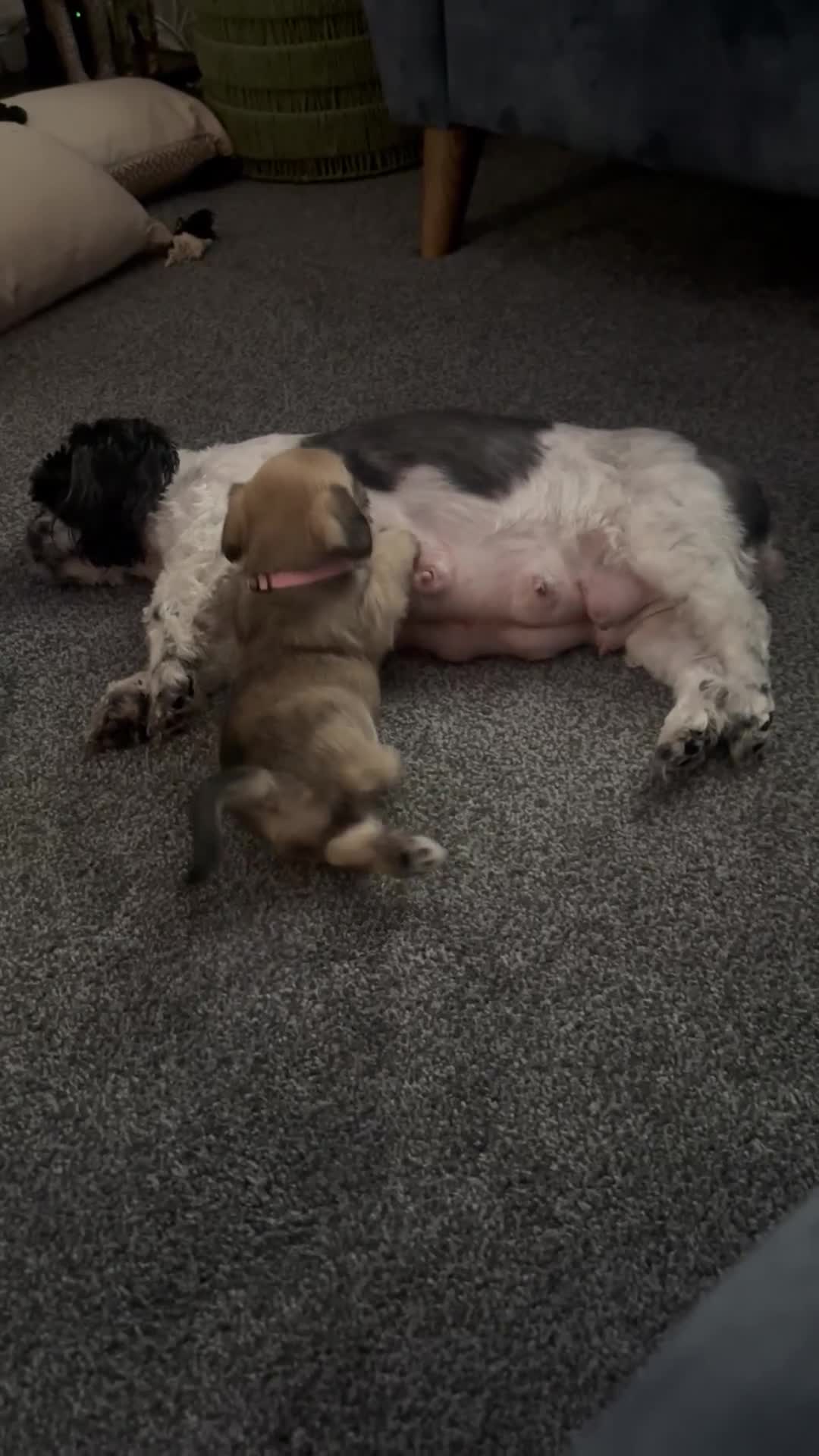 Mixed Breed dogs for sale: Female Schapso Puppy - Video 1