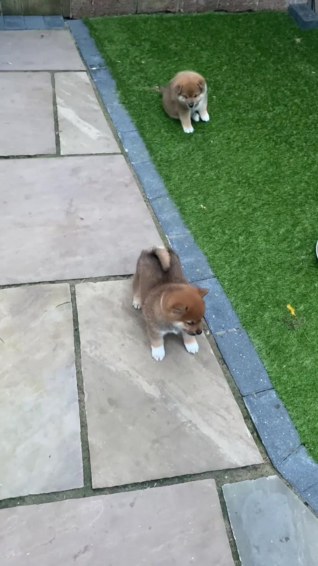 Japanese Shiba Inu dogs for sale: Chunky healthy Shiba Puppies - Video 1