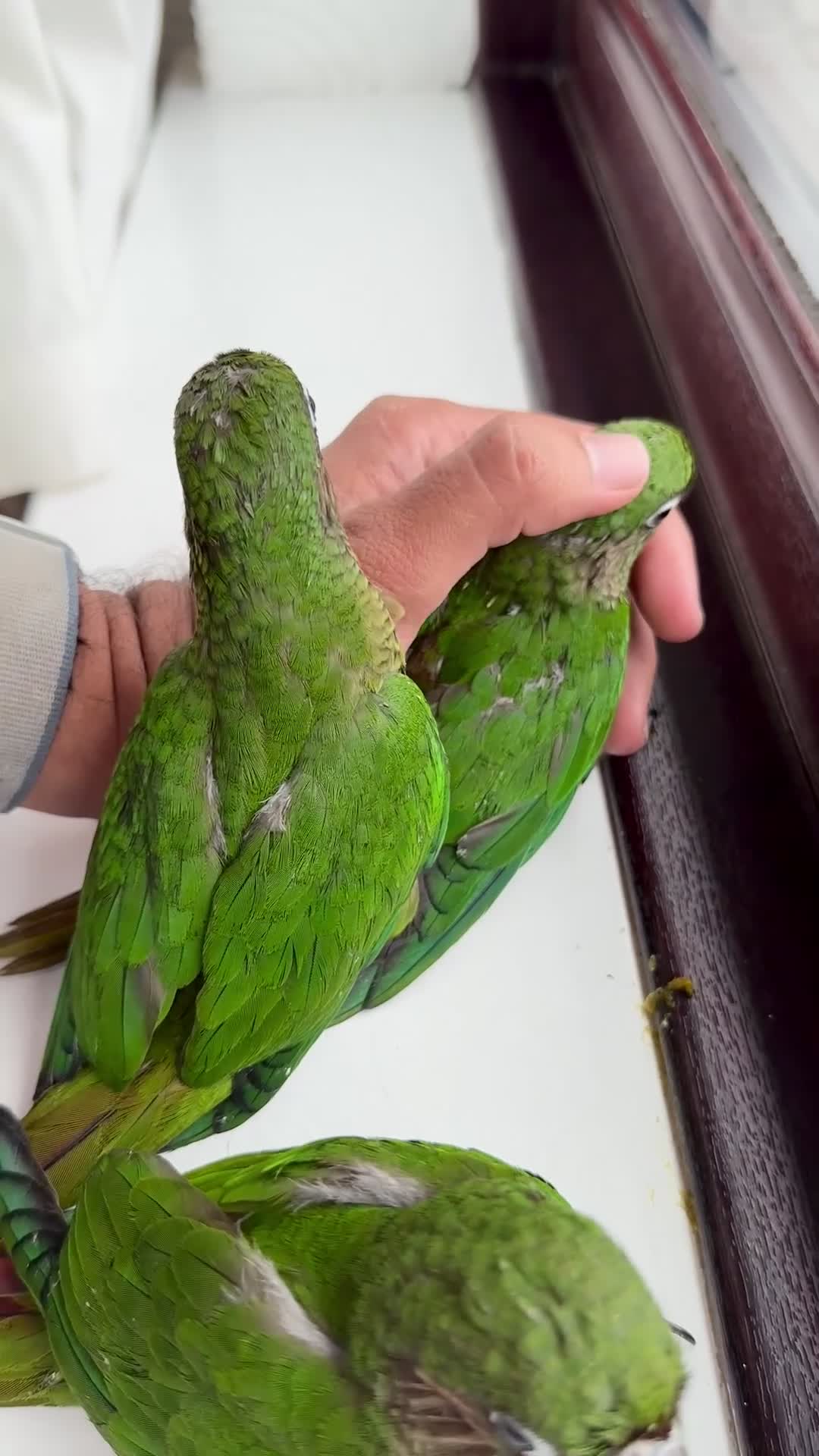 Parrots birds for sale: Adorable Hand-Reared Baby Conures – 10 Weeks Old - Video 4