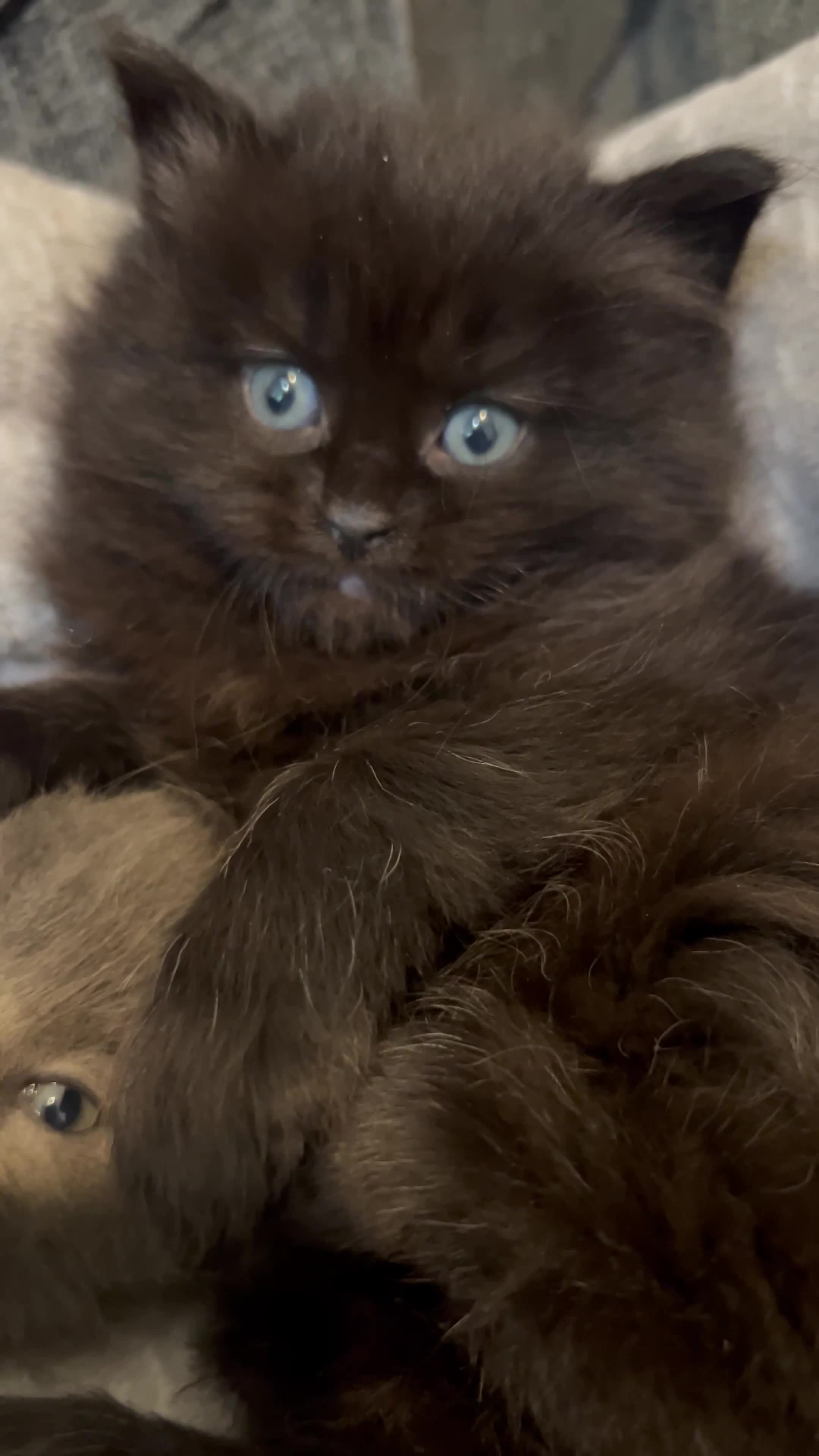 Mixed Breed cats for sale: Gorgeous British Shorthair Mix Kittens  - Video 1