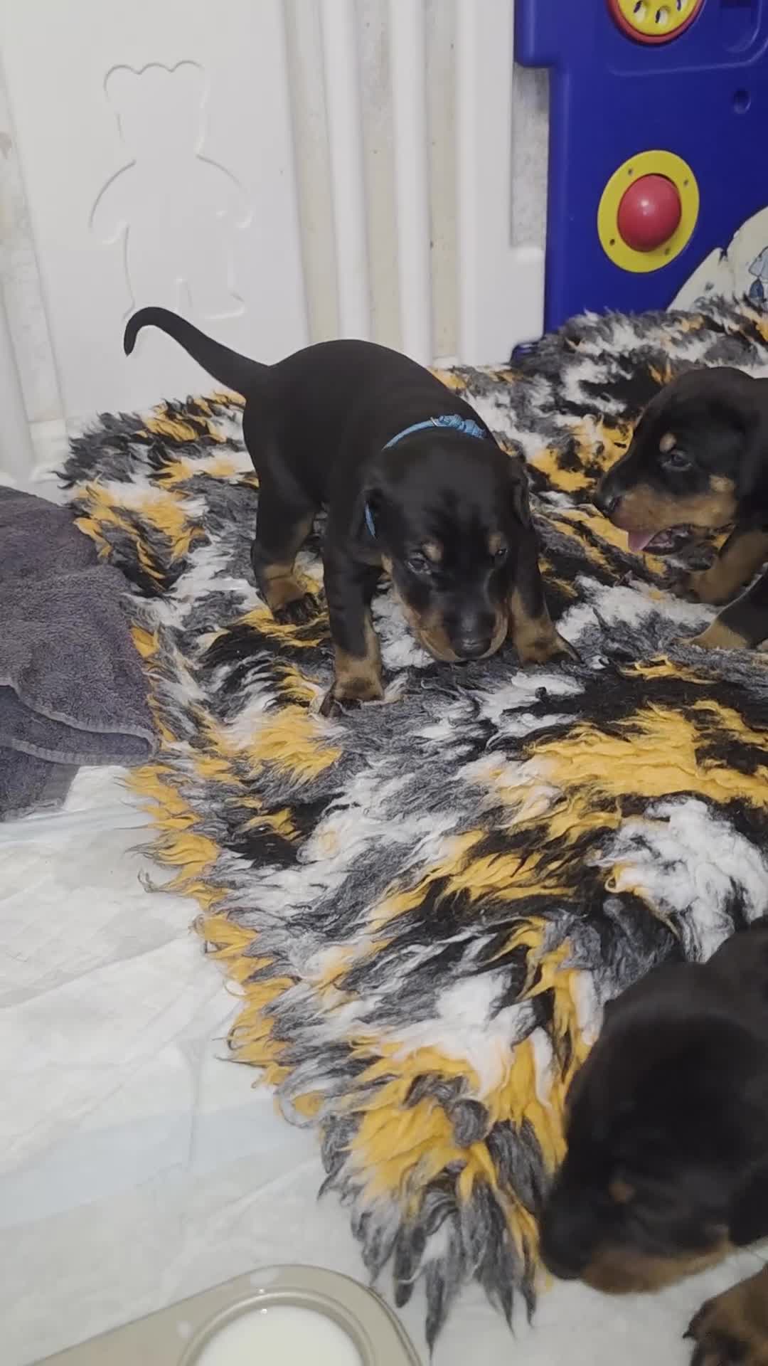 Dobermann dogs for sale: Pedigree Chunky Doberman Puppies - Video 1