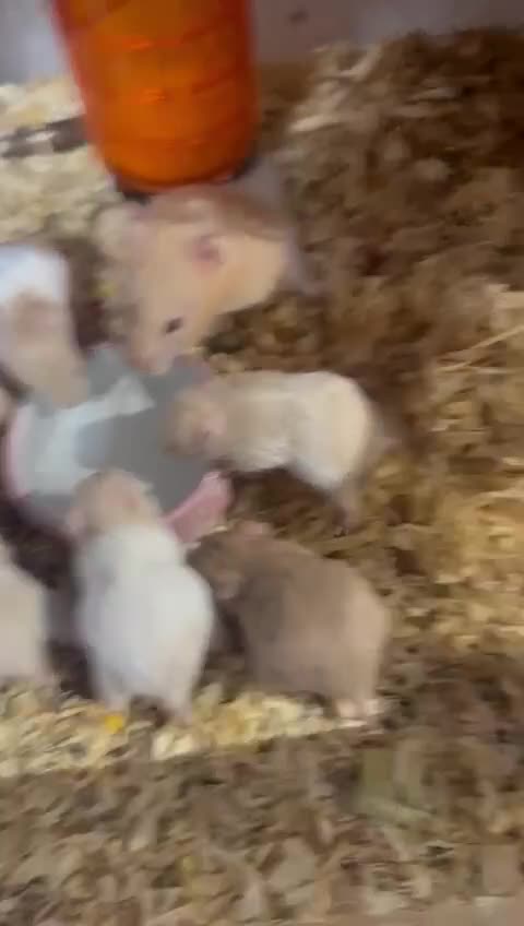 Hamster rodents for sale: Super Friendly Baby Syrian - Video 1