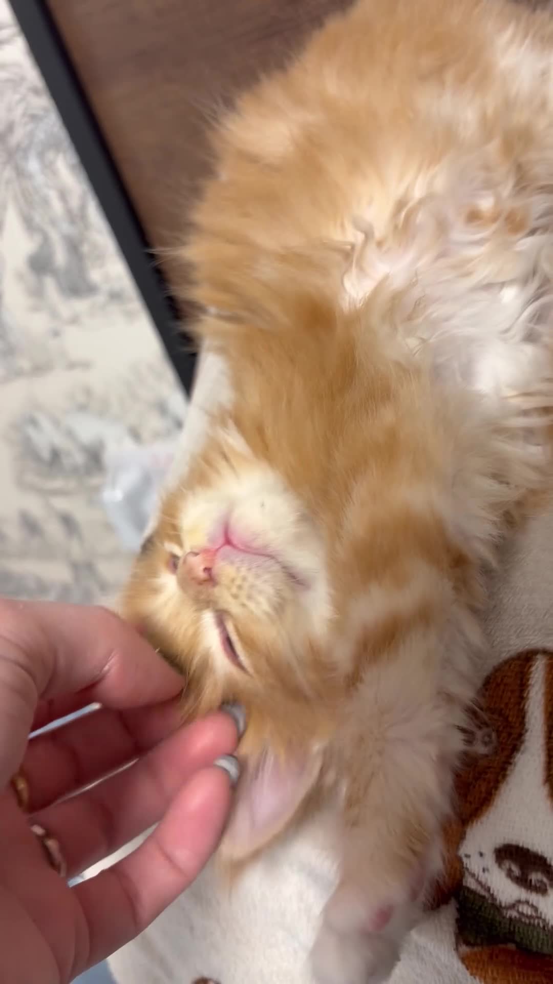 Maine Coon cats for sale: Champion Russian line full Maine coon kittens - Video 3