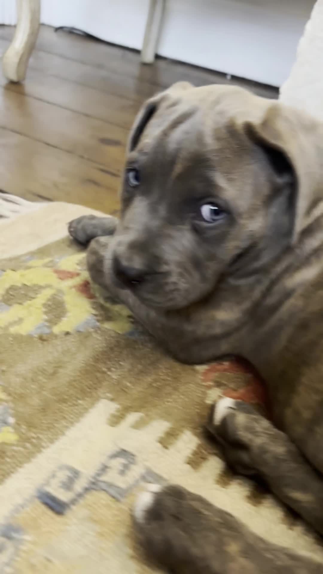 Mixed Breed dogs for sale: Cane Corso / Bullmastiff Puppies ready to  go. - Video 1