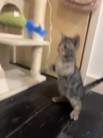Mixed Breed cats for sale: Beautiful kittens ready for loving new homes.  - Video 4