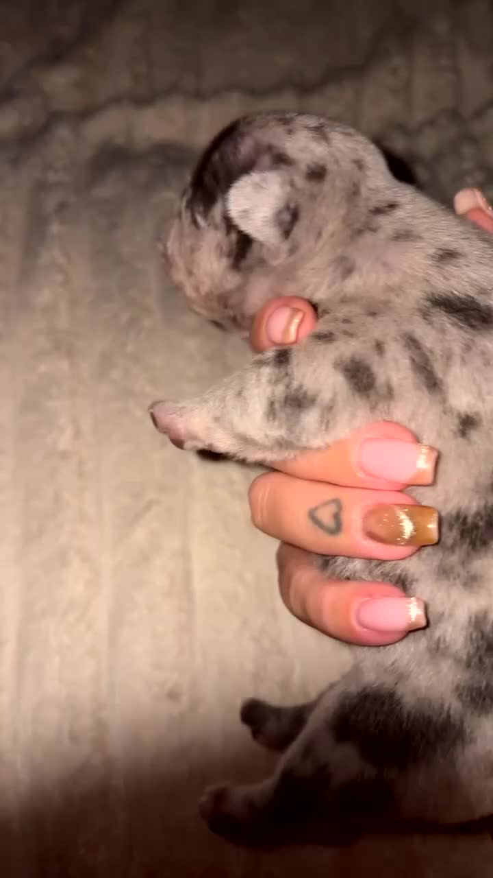French Bulldog dogs for sale: 4 frenchie pups  - Video 1