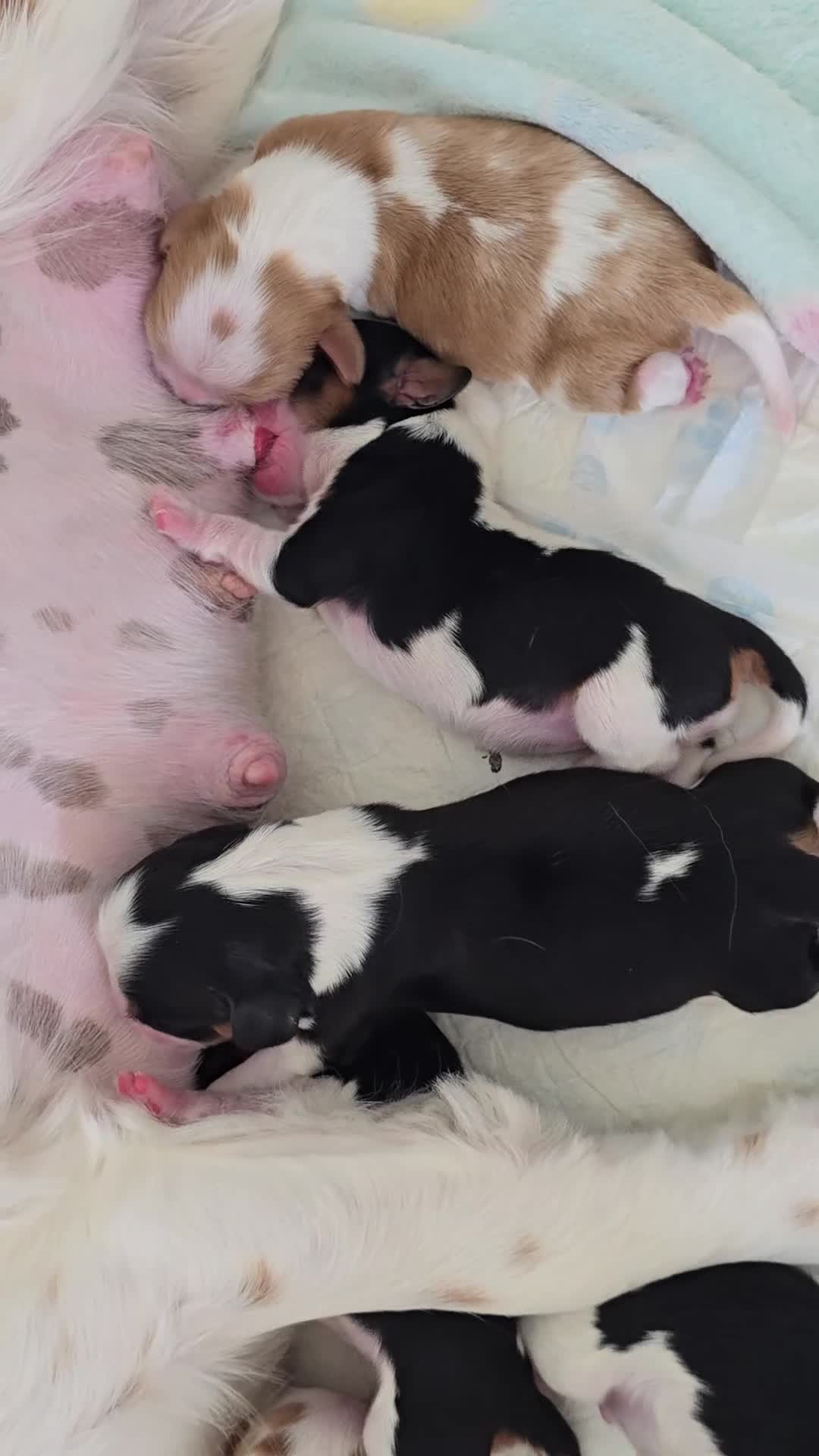 Cavalier King Charles Spaniel dogs for sale: MRI scanned parents fullY health tested - Video 3