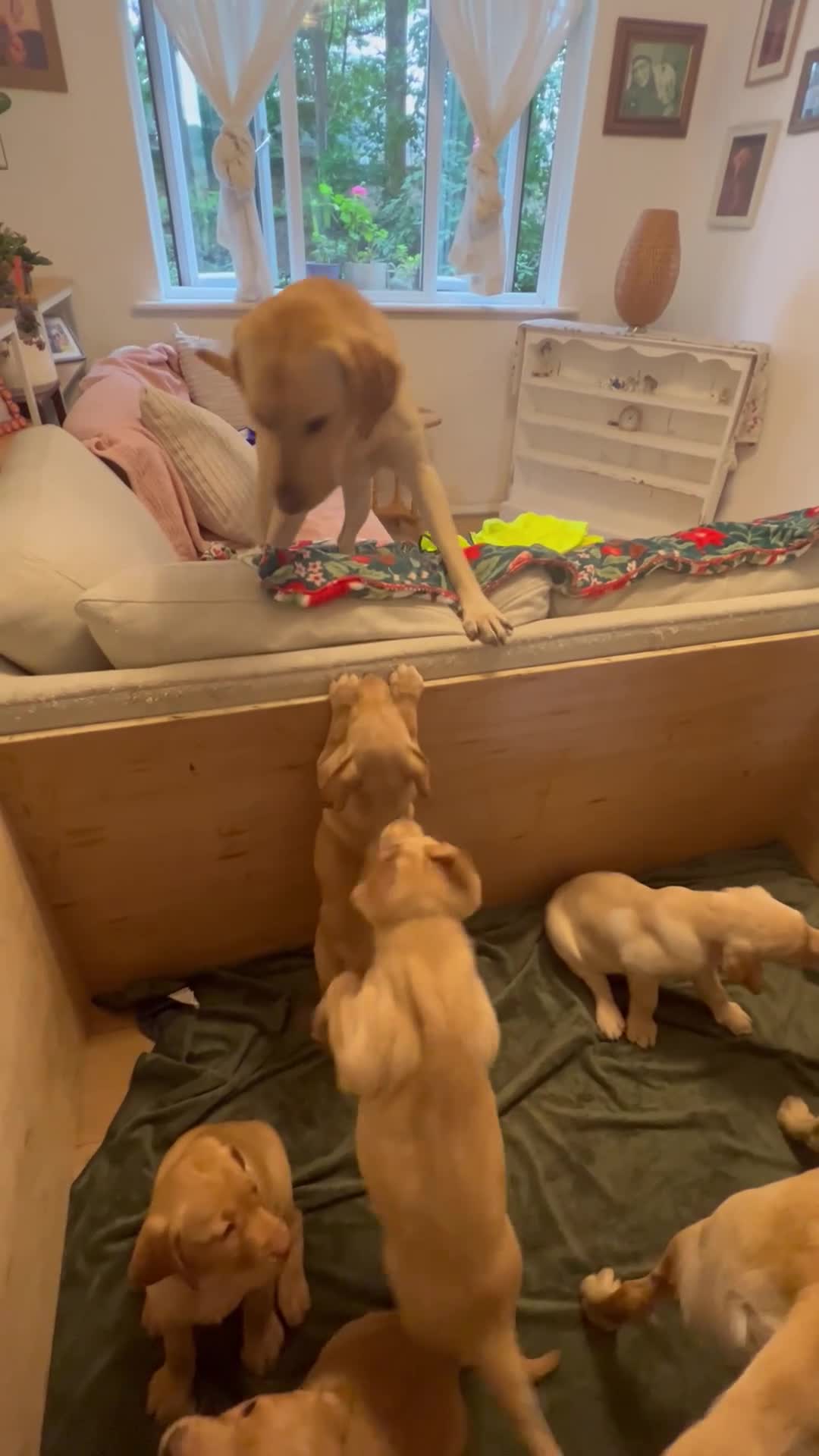 Labrador Retriever dogs for sale: Beautiful Labradors puppy’s looking for a new home in London - Video 1