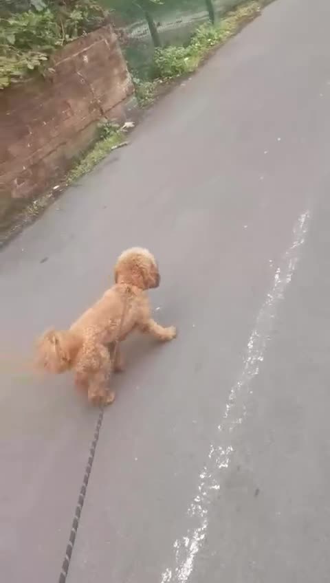 Cockapoo dogs for stud: Cockapoo  - Video 2