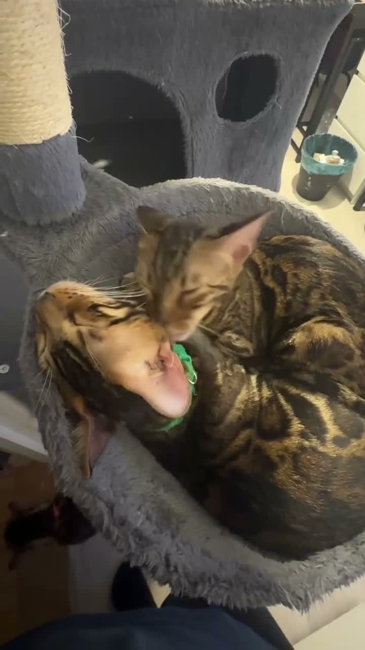 Bengal cats for sale: TICA PURE BREED BENGAL READY TO GO - Video 3
