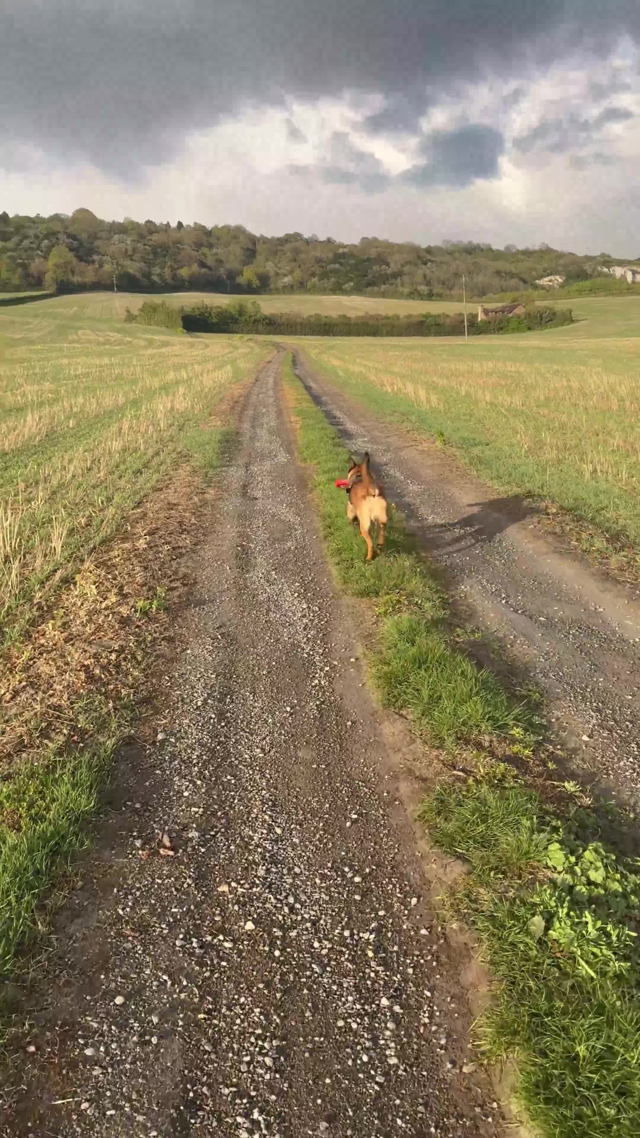 Belgian Shepherd Dog dogs for sale: 9 month old male Belgian Shepard Malinois  - Video 4