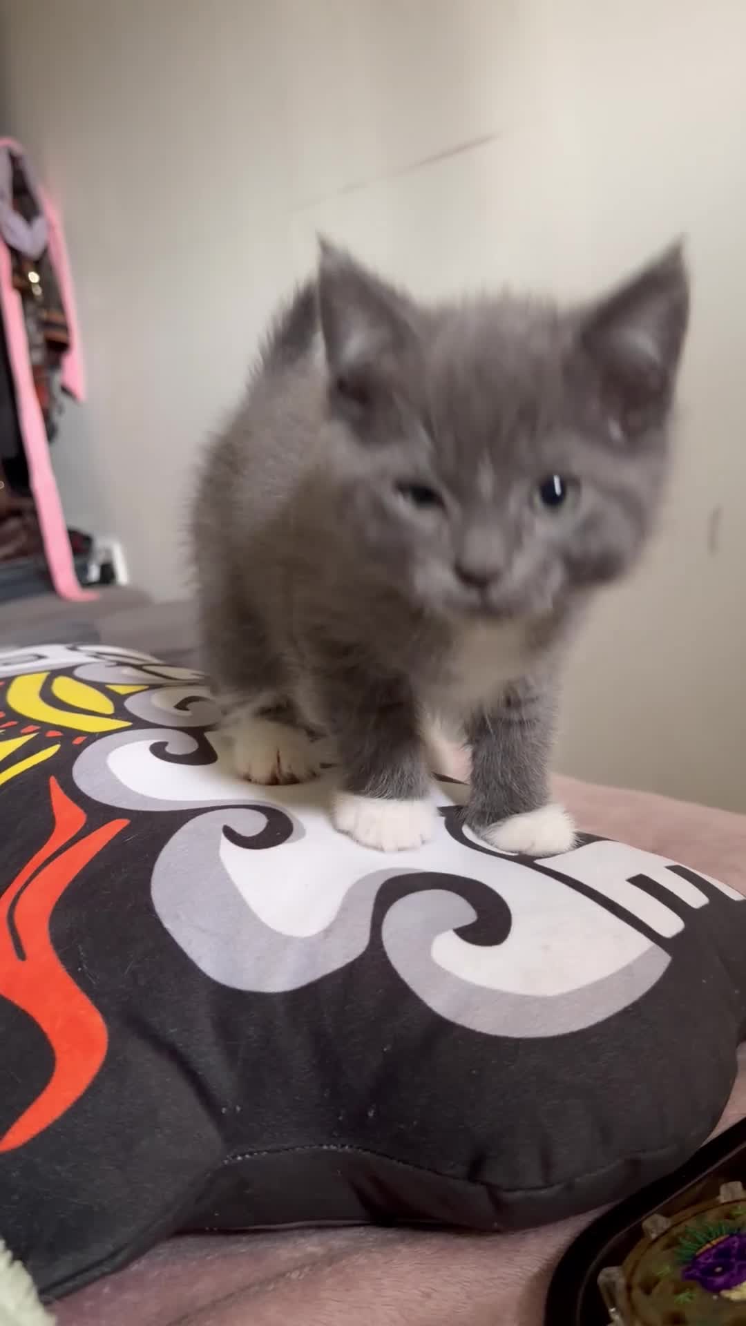 Ragdoll cats for sale: Half ragdoll half British blue  - Video 3
