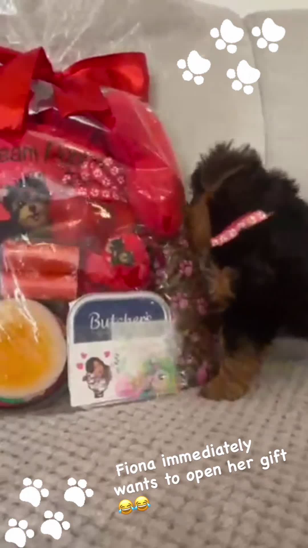 Yorkshire Terrier dogs for sale: Beautiful 2 Girls Yorkshire Terrier Pedigree  - Video 1