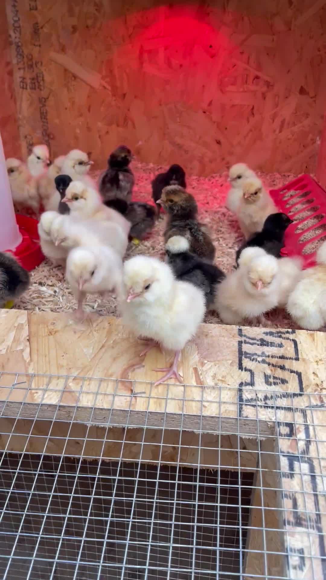 Chickens poultry for sale: Chicks - Video 1