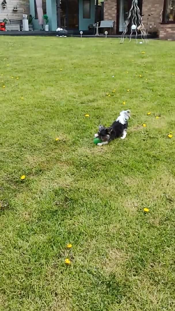 Yorkshire Terrier dogs for stud: Purebred BiewerTerrier/ColourfulYorkie Proven Stud in Merthyr Tydfil - Video 2