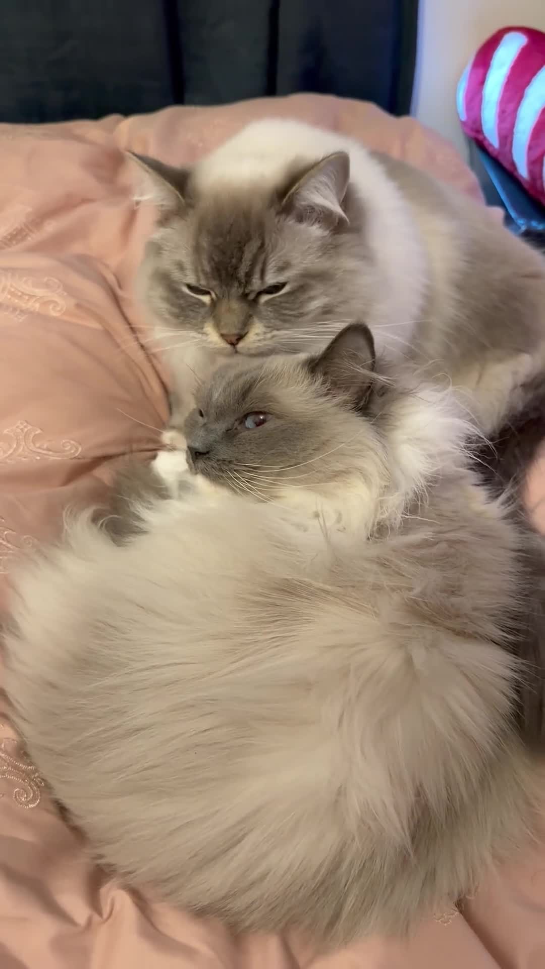 Ragdoll cats for sale: Alaska & Simba - Home Wanted for Our Bonded Pair - Video 3