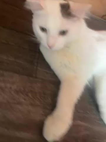 Turkish Angora cats for sale: Oreo (unknown male/female) abandoned by owner in Folkestone - Video 1