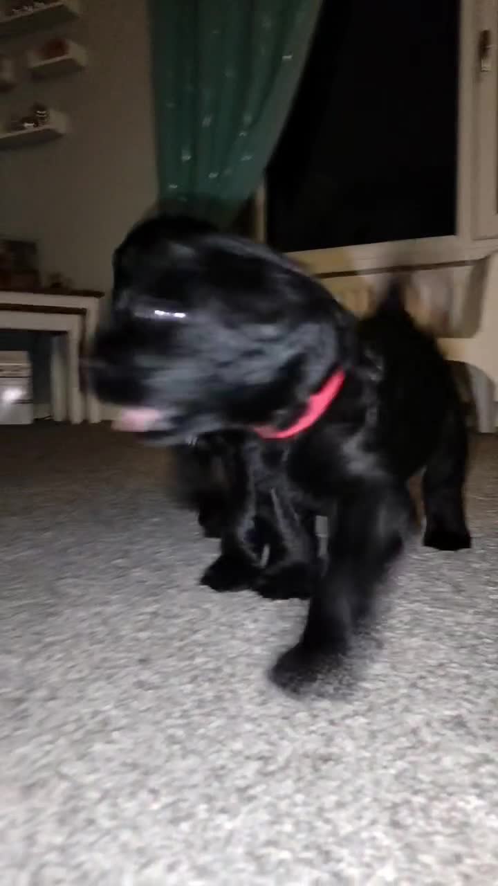 Labradoodle dogs for sale: F1 Standard Labradoodle Puppies - Video 1