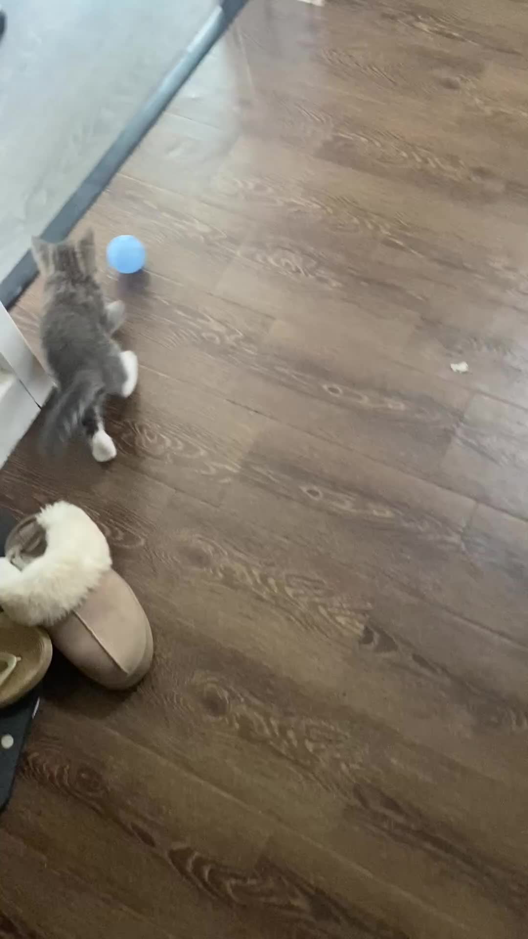 Mixed Breed cats for sale: Last little boy ready to go now  - Video 2