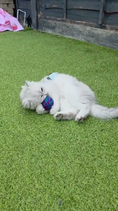 Persian cats for sale: Stunning Persian Kittens 🥰 in Romford - Video 5