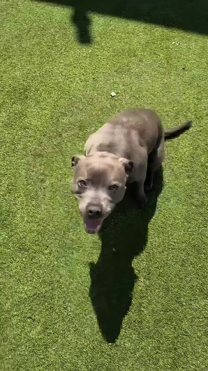 Staffordshire Bull Terrier dogs for sale: Solo - Blue Staffordshire - Video 1