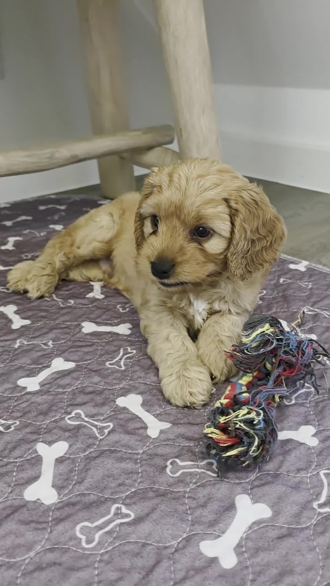 Cockapoo dogs for sale: 2 ADORABLE male Cockapoo puppies available!  - Video 3