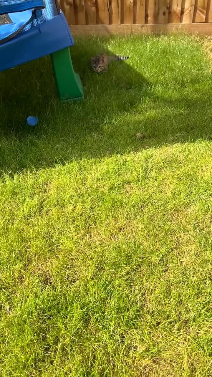 Bengal cats for sale: Bengal Mixed - Video 1