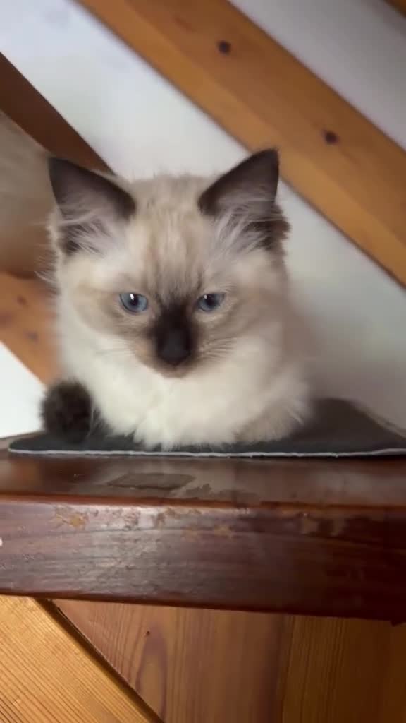 Ragdoll cats for sale: Last Ragdoll Girl Available –11Weeks Old,Ready Now - Video 2