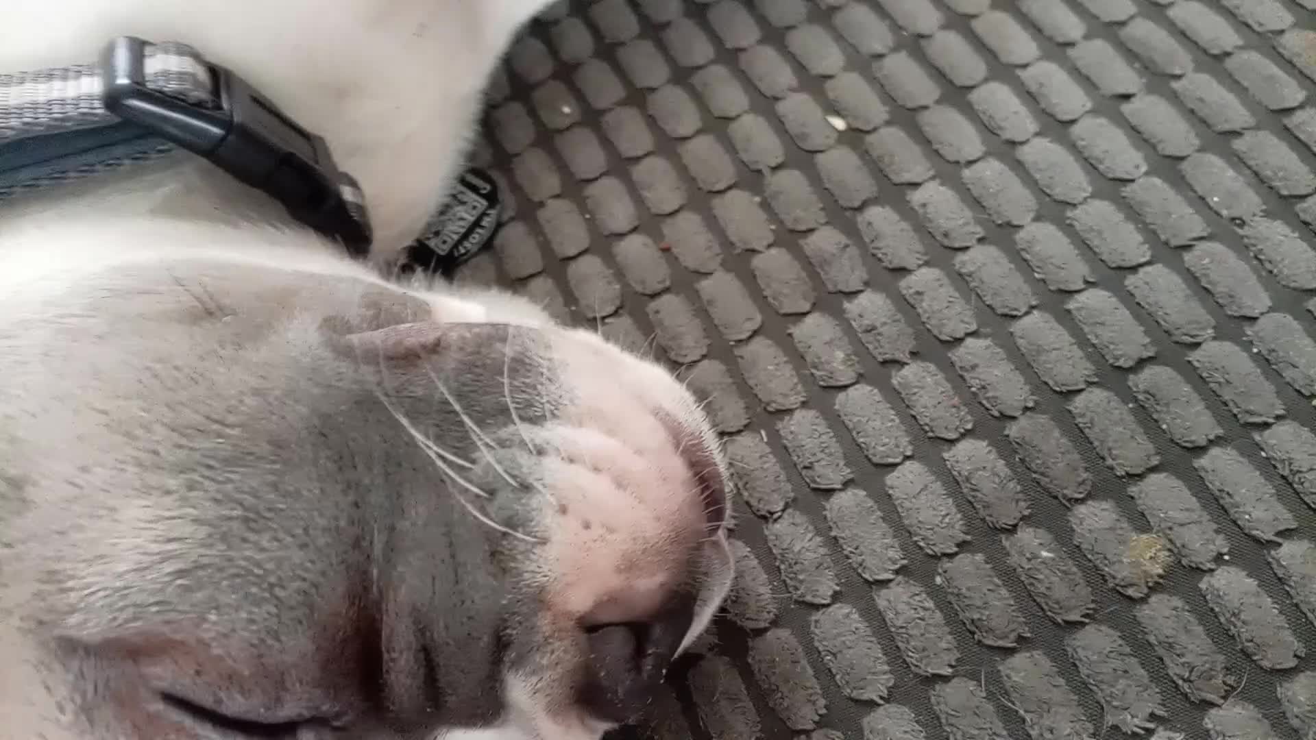 Mixed Breed dogs for sale: Xlfrench bulldog x shar pei - Video 1