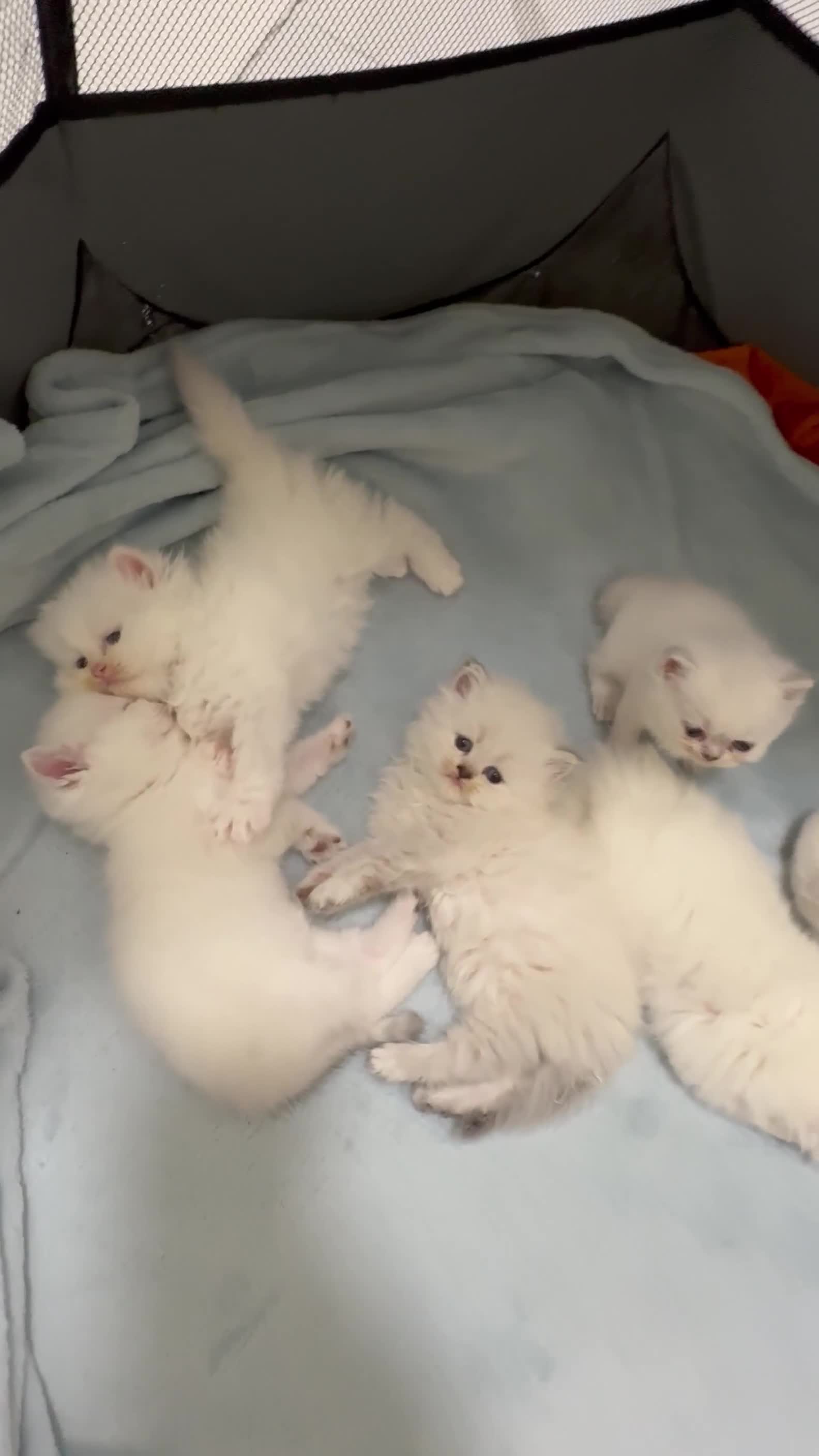British Longhair cats for sale: 6 Adorable British ShortHair X LongHair kittens .  - Video 1