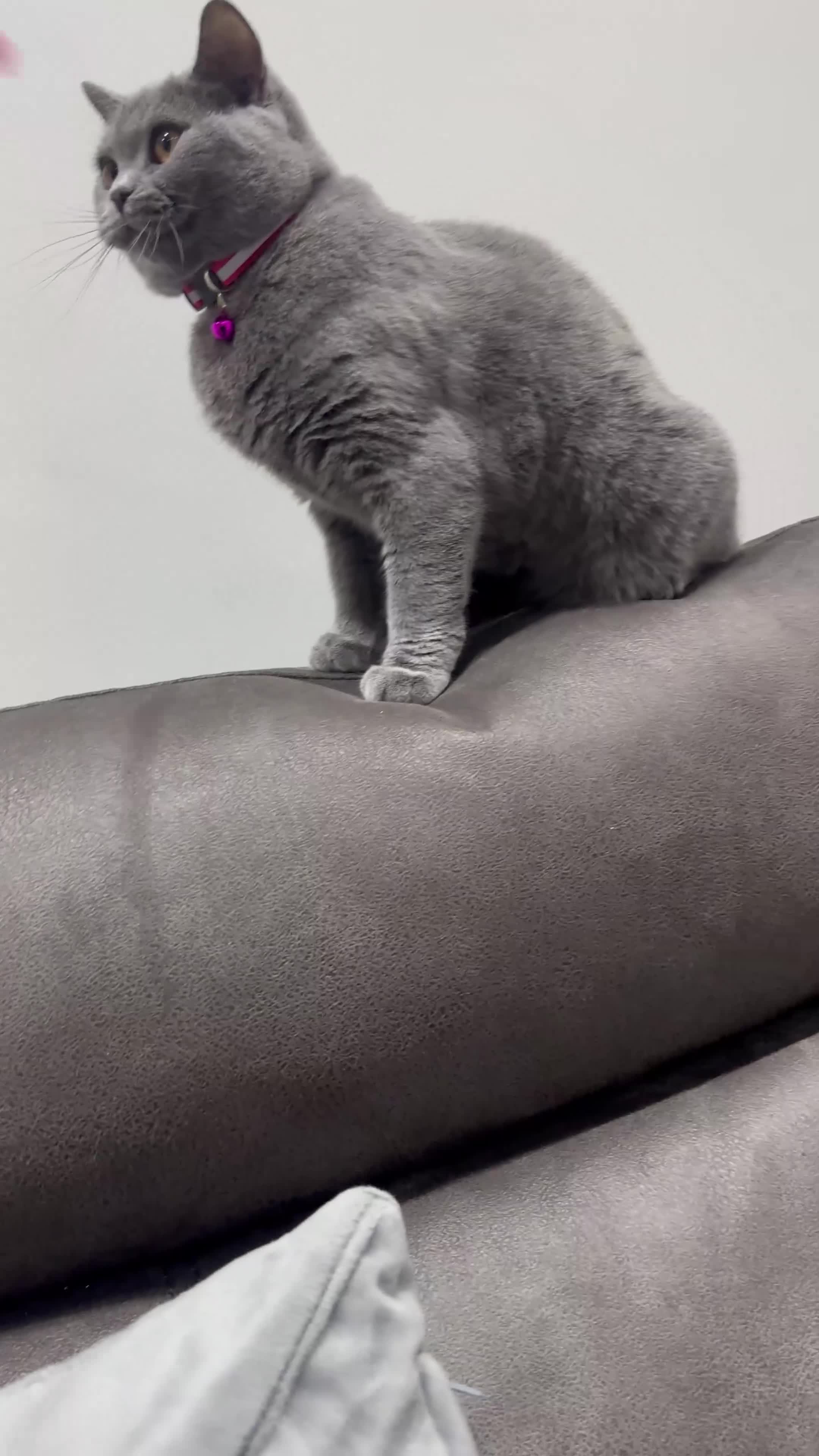 British Shorthair cats for sale: British short hair - Video 2