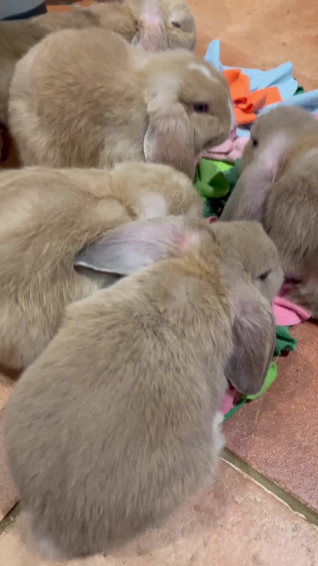 Mini Lop rabbits for sale: 🐰 Mini Lop Baby Bunnies for Sale 🐰 - Video 2