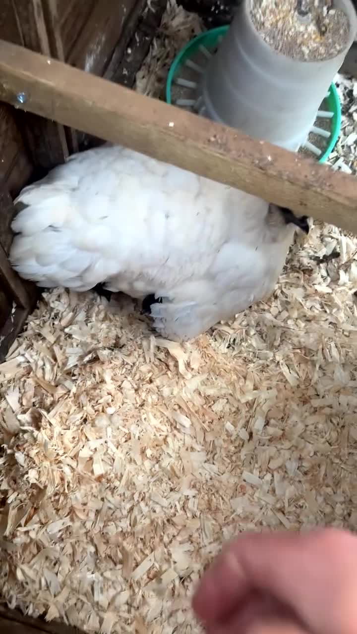 Chickens poultry for sale: Broody silkie x hen with chicks  - Video 1