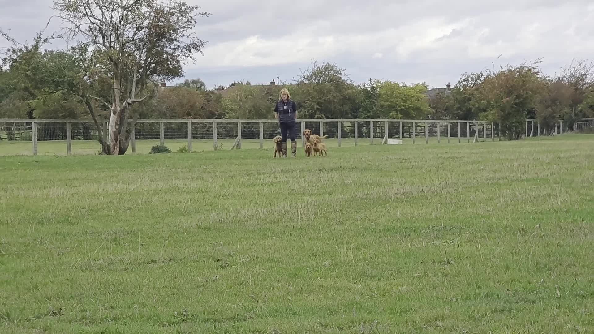 Labrador Retriever dogs for sale: KC Registered Fox Red Labrador Puppies - Video 2