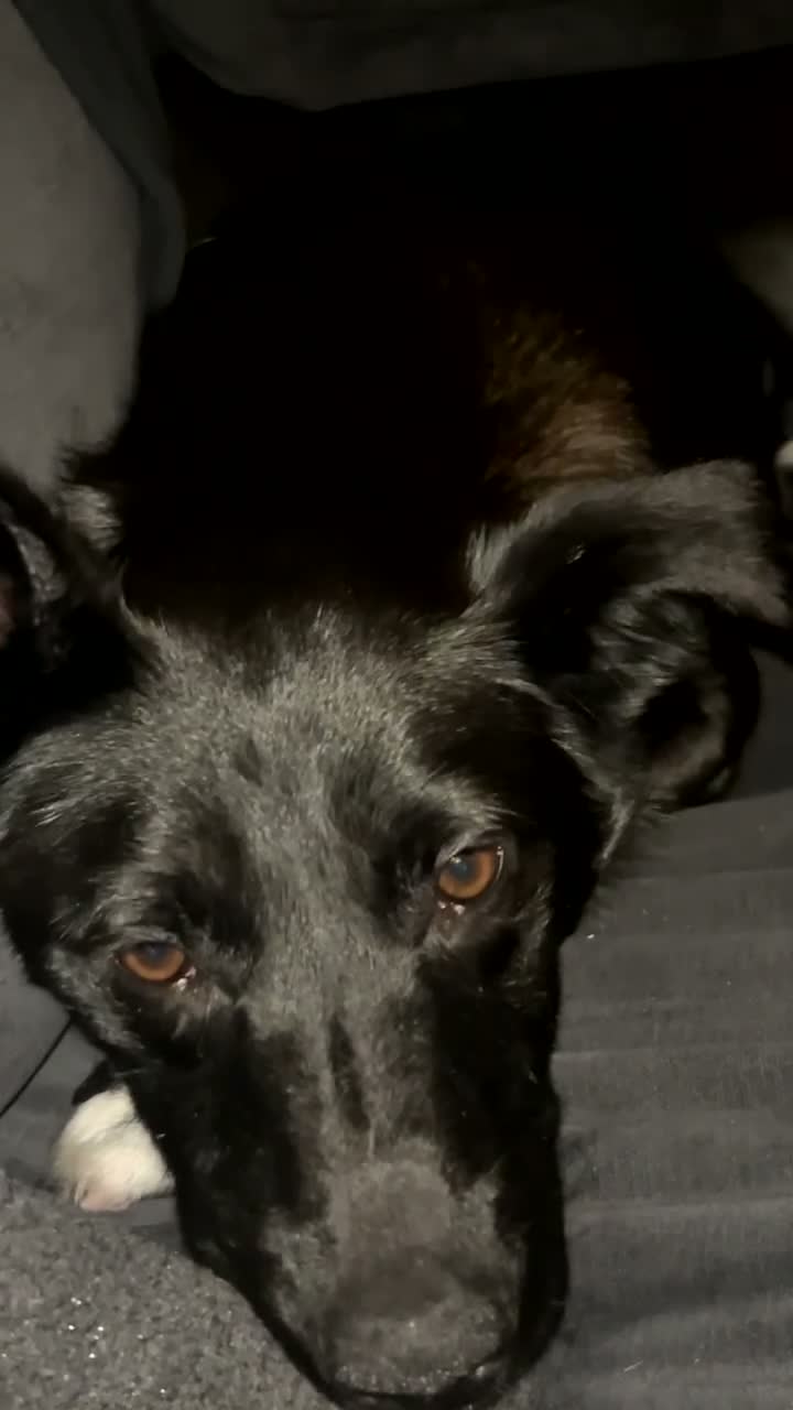 Mixed Breed dogs for sale: Belgian Malinois X Border Collie Girl in Manchester - Video 2