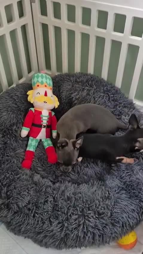 Chihuahua dogs for sale: ❤️Amazing KC Chihuahua Puppies - Video 3