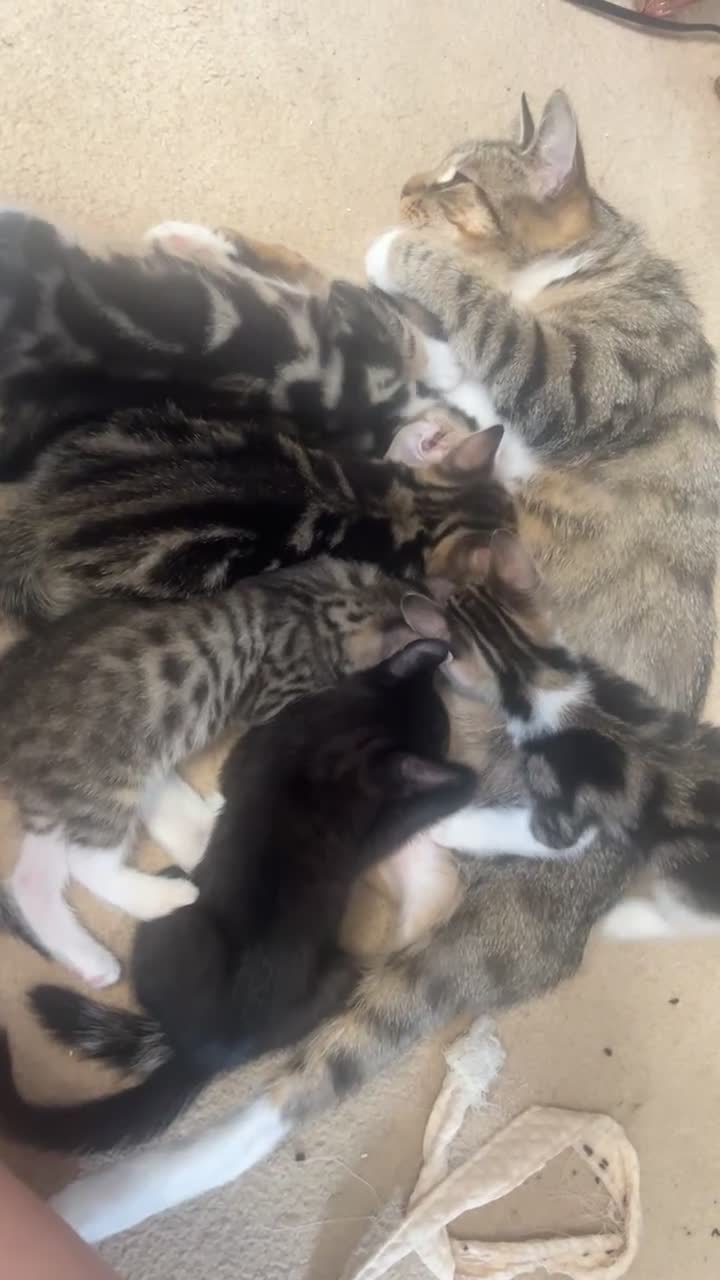 Mixed Breed cats for sale: Beautifully marked part bengal kittens in Sleaford - Video 5