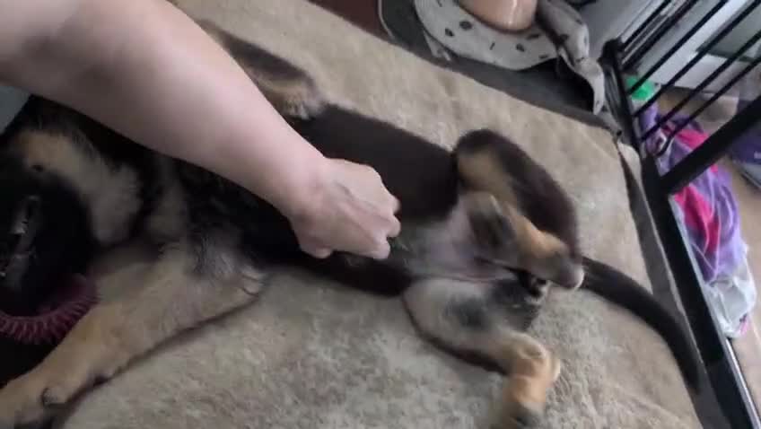 German Shepherd dogs for sale: KC Registered/health tested German Shepherd Puppy - Video 2