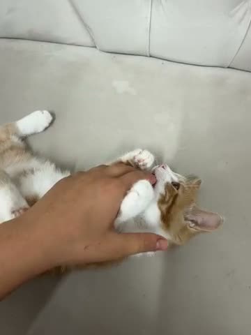 Mixed Breed cats for sale: Kitten  - Video 1