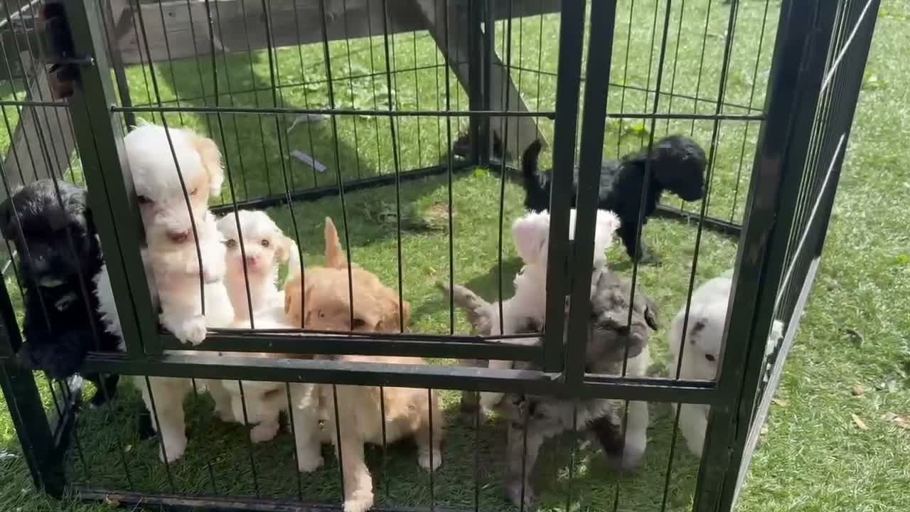 Cockapoo dogs for sale: GORGEOUS TEDDY BEAR FACED TINY COCKAPOO'S  - Video 1
